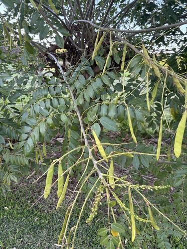 Gliricidia sepium observed 2025-02-03