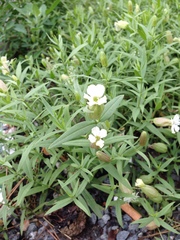 Silene procumbens