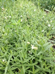 Silene procumbens