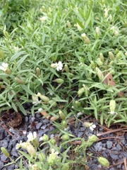 Silene procumbens