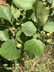 Crataegus dodgei