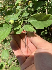 Crataegus dodgei