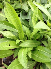 Rorippa austriaca