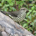 Northern Waterthrush - Photo (c) Jean-Guy Dallaire, some rights reserved (CC BY-NC-ND)