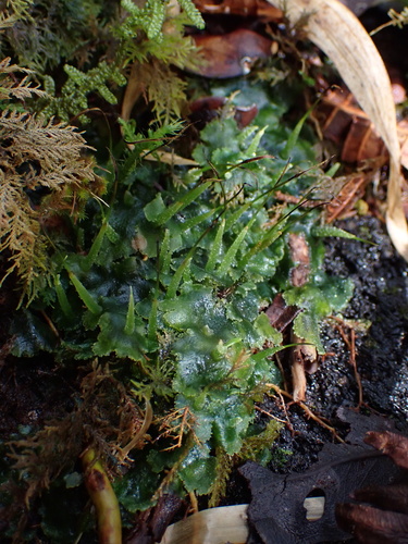 Megaceros flagellaris observed 2025-02-08