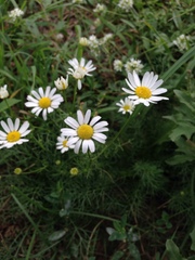 Tripleurospermum inodorum