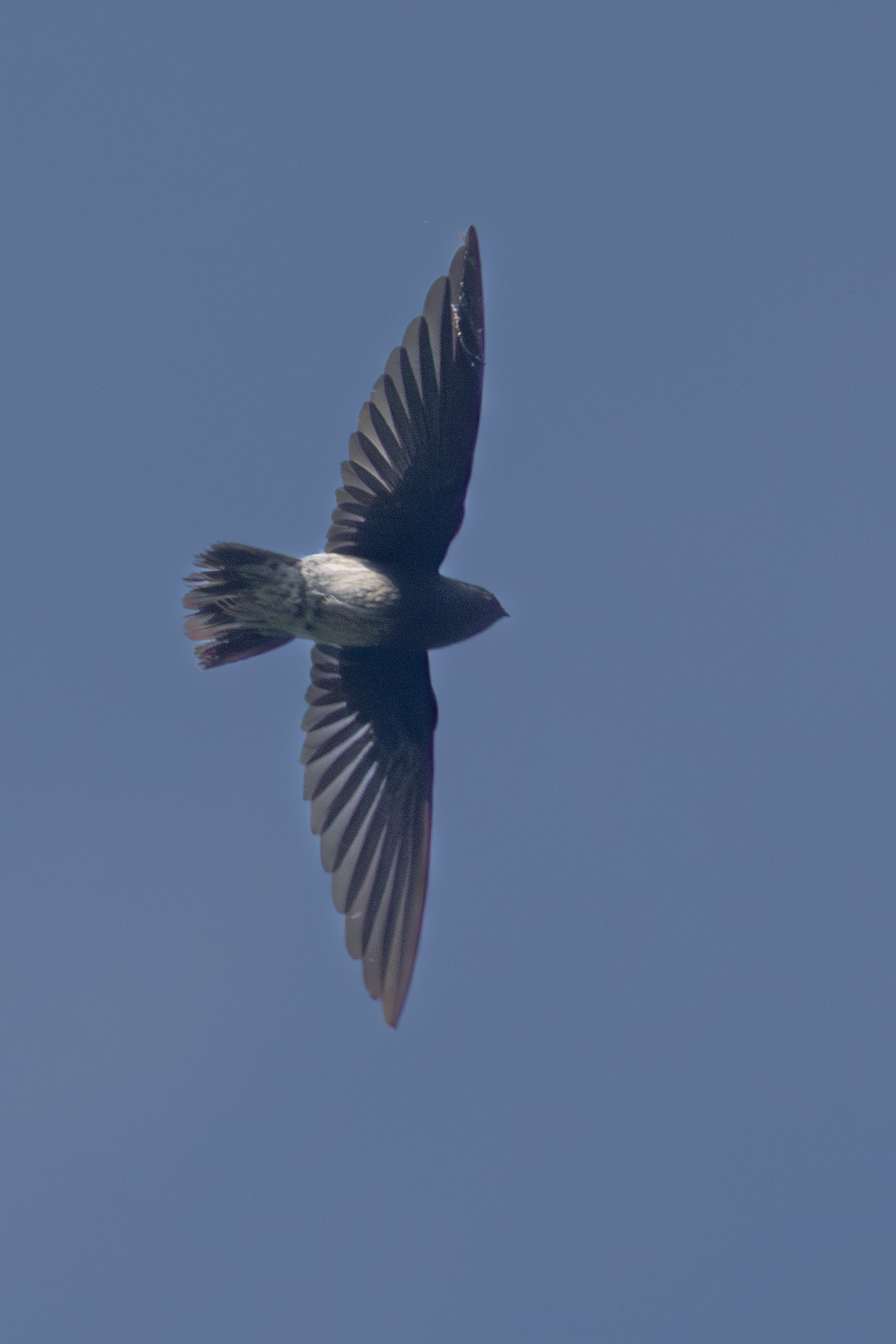 Sao Tome Spinetail (Zoonavena thomensis), photo 2
