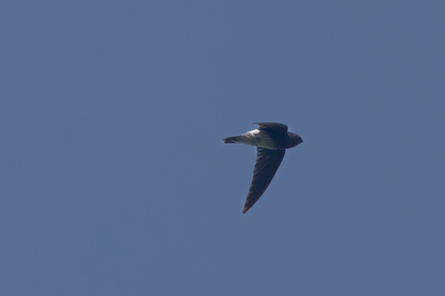 Sao Tome Spinetail (Zoonavena thomensis), photo 3