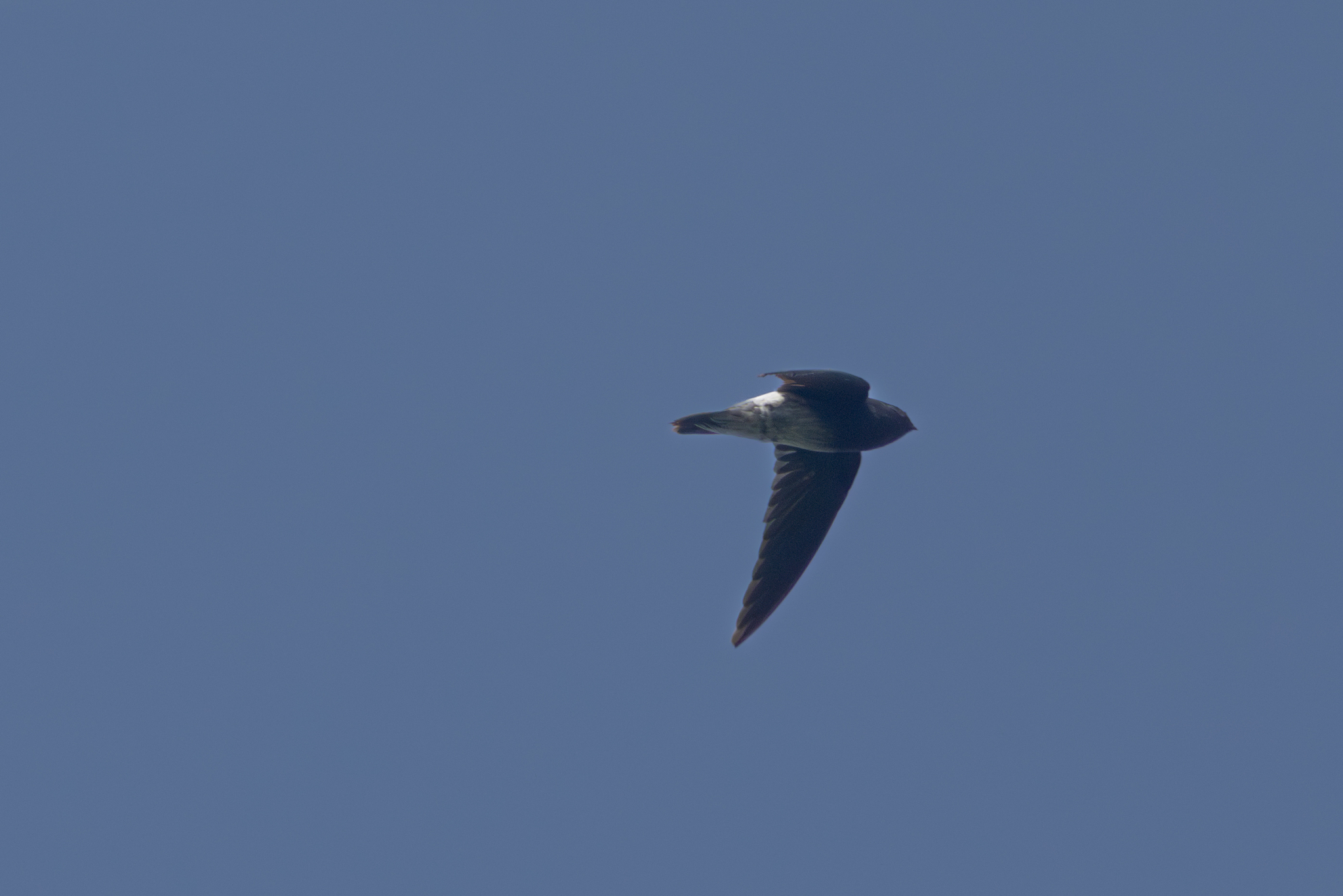 Sao Tome Spinetail (Zoonavena thomensis), photo 3