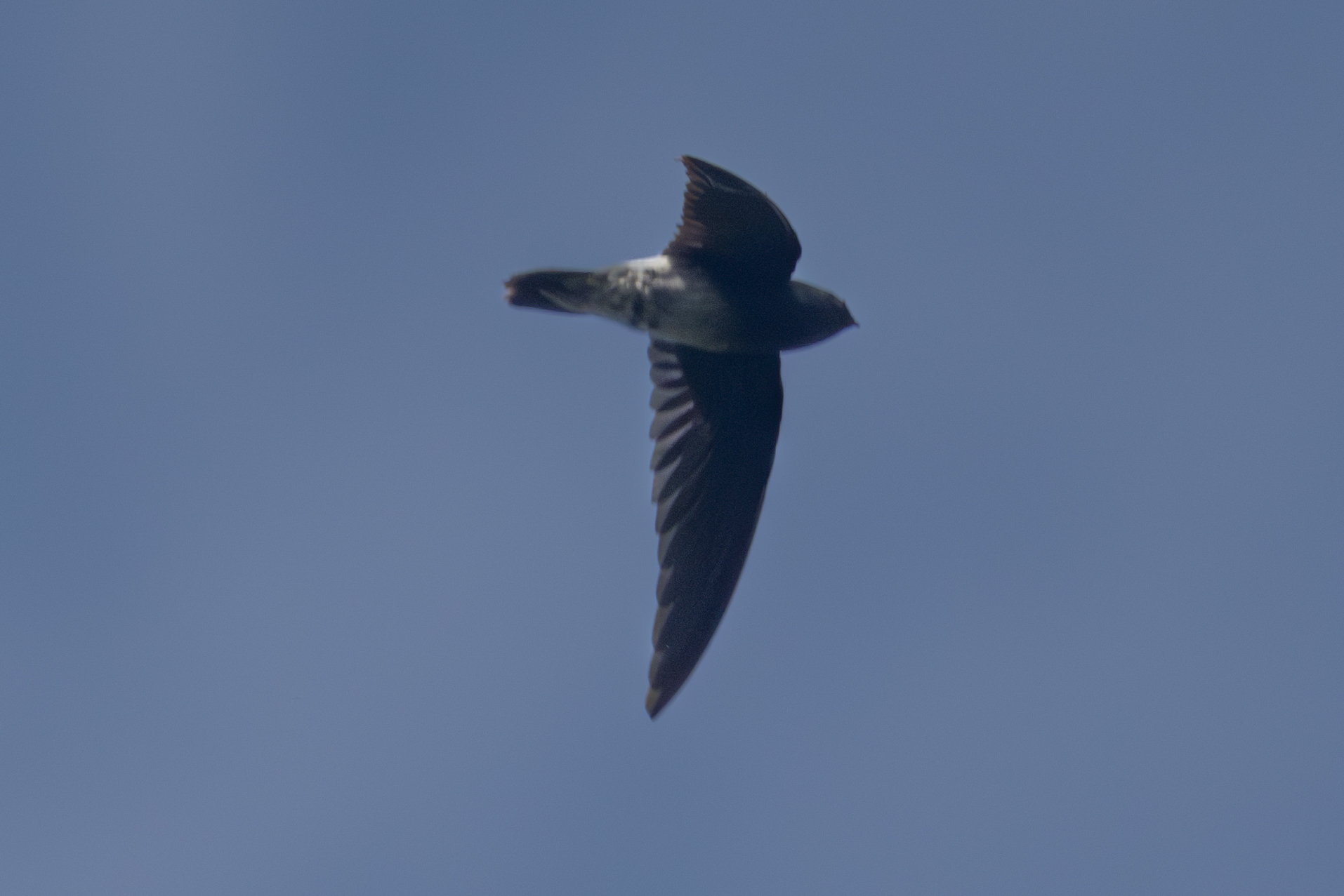 Sao Tome Spinetail (Zoonavena thomensis), photo 4