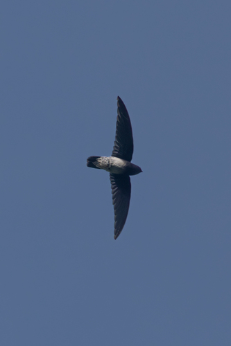 Sao Tome Spinetail (Zoonavena thomensis), photo 5