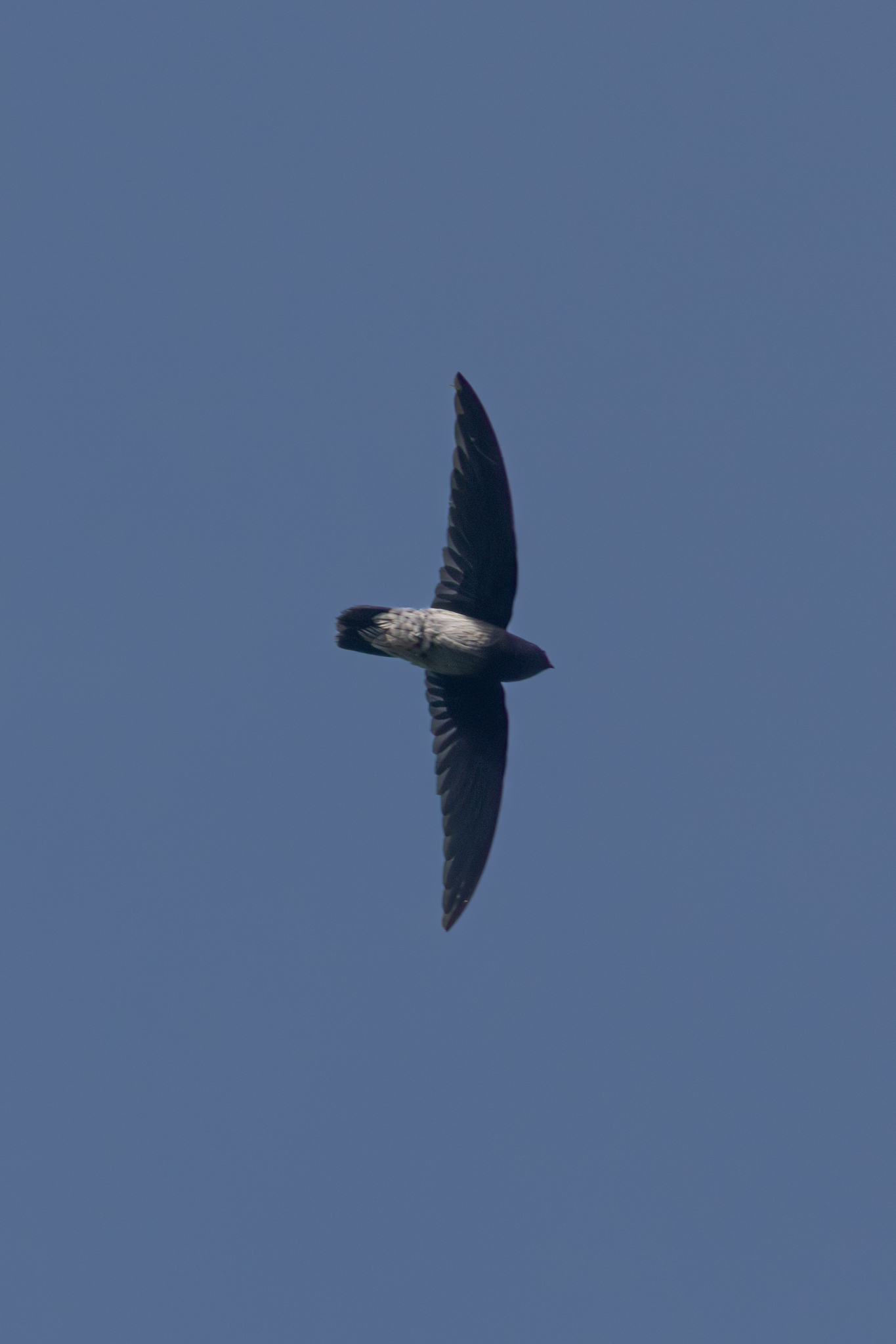 Sao Tome Spinetail (Zoonavena thomensis), photo 5