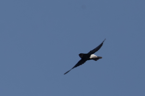 Sao Tome Spinetail (Zoonavena thomensis), photo 9