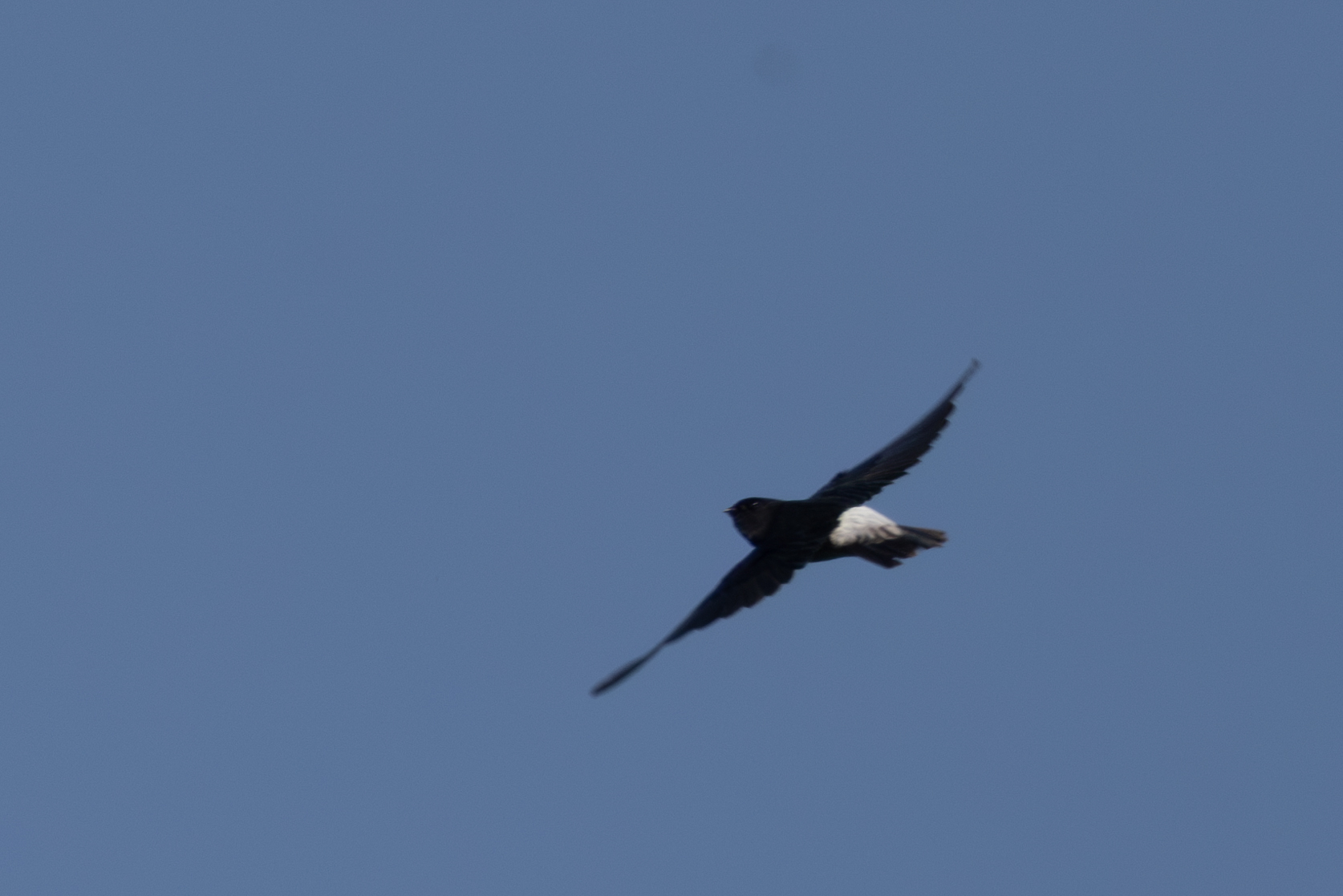 Sao Tome Spinetail (Zoonavena thomensis), photo 9