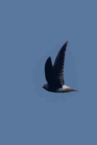 Sao Tome Spinetail (Zoonavena thomensis), photo 10