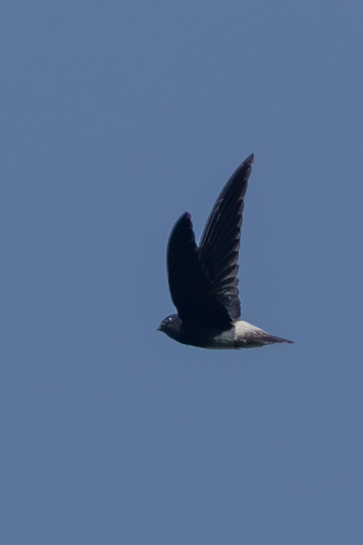 Sao Tome Spinetail (Zoonavena thomensis), photo 10