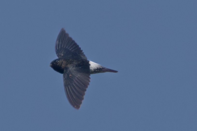 Sao Tome Spinetail (Zoonavena thomensis), photo 8