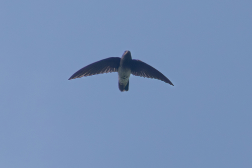 Sao Tome Spinetail (Zoonavena thomensis), photo 7