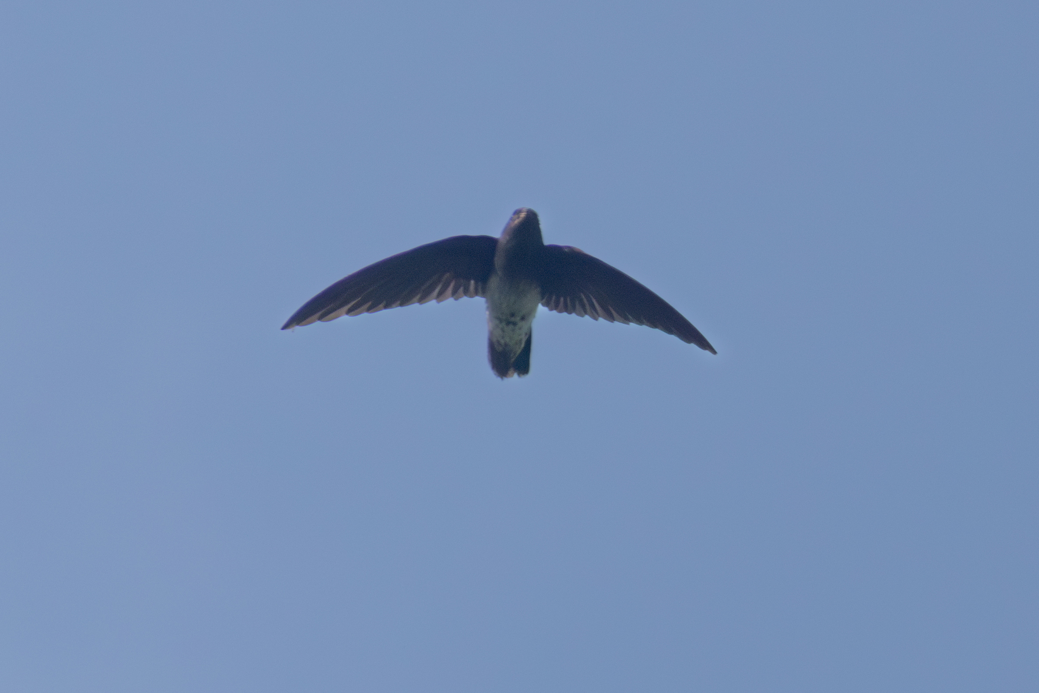 Sao Tome Spinetail (Zoonavena thomensis), photo 7