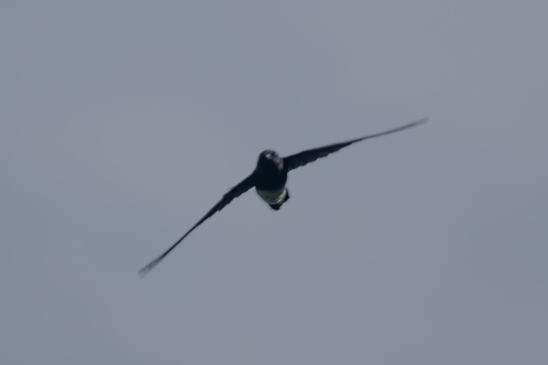 Sao Tome Spinetail (Zoonavena thomensis), photo 6