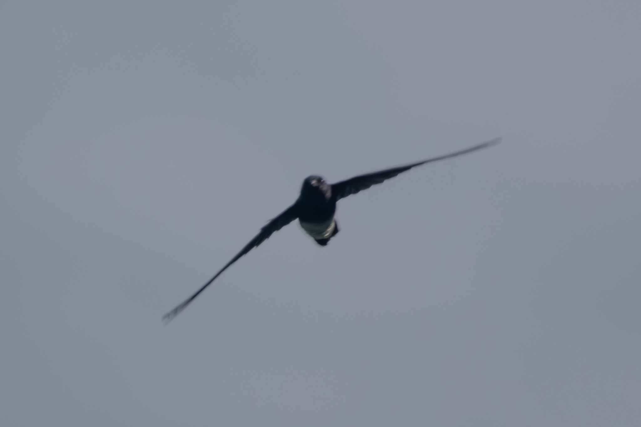 Sao Tome Spinetail (Zoonavena thomensis), photo 6