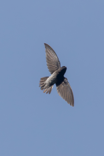 Sao Tome Spinetail (Zoonavena thomensis)