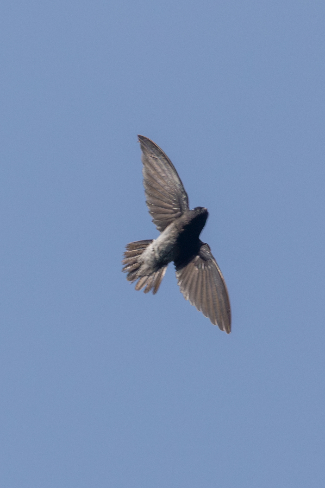 Sao Tome Spinetail (Zoonavena thomensis), photo 1