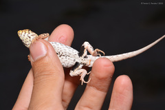 Darwin's Tree Iguana photo 5