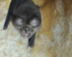 Rhinolophus deckenii