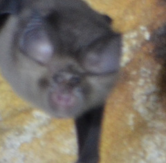 Rhinolophus deckenii