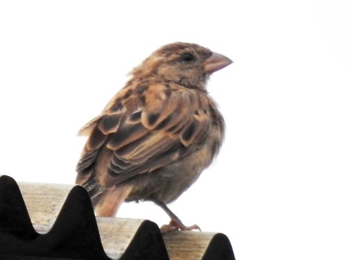 House Sparrow