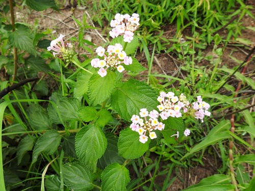 common lantana
