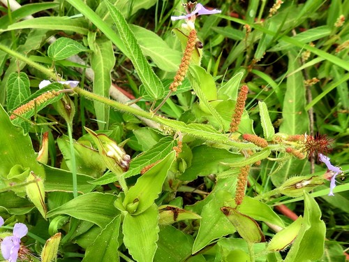 Hairy-stemmed Acalypha