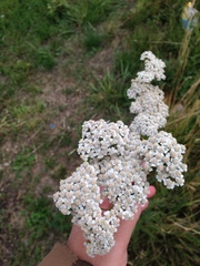 Achillea millefolium