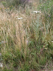 Achillea millefolium