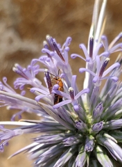 Nemognatha chrysomelina