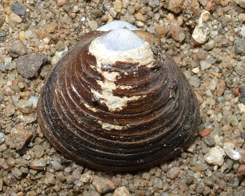 Asian Clam, photo 10 of 10