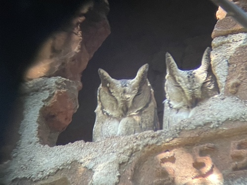 Indian Scops-Owl