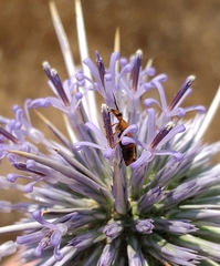 Nemognatha chrysomelina