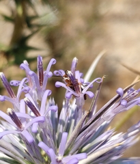 Nemognatha chrysomelina
