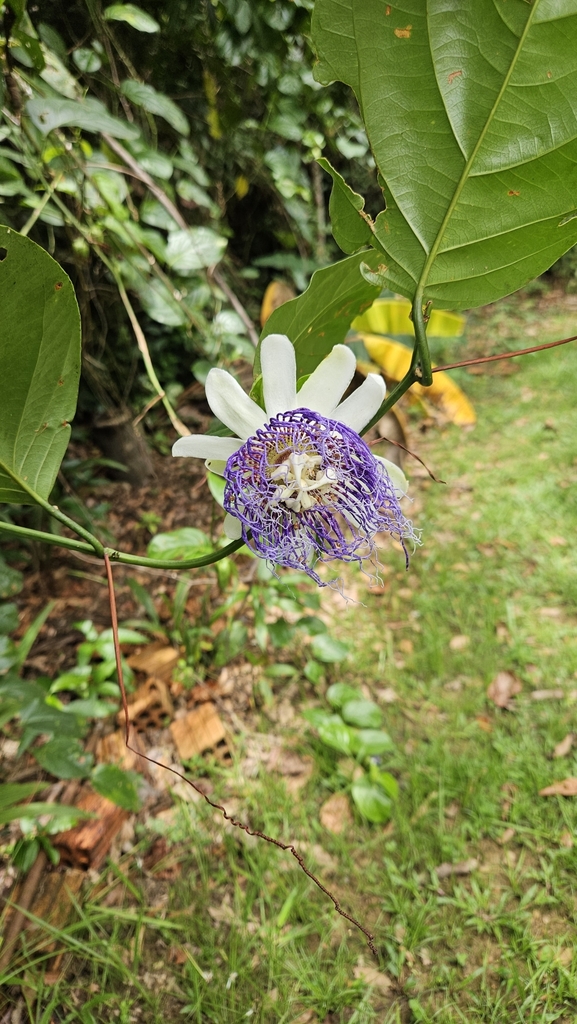 Foto de Maracujá-do-mato