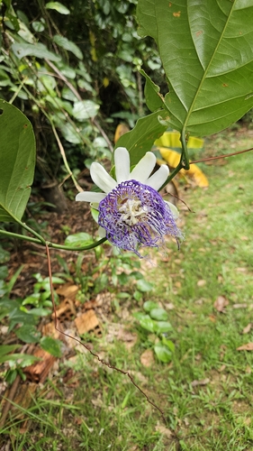 Maracujá-do-mato