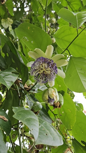 Foto de Maracujá-do-mato