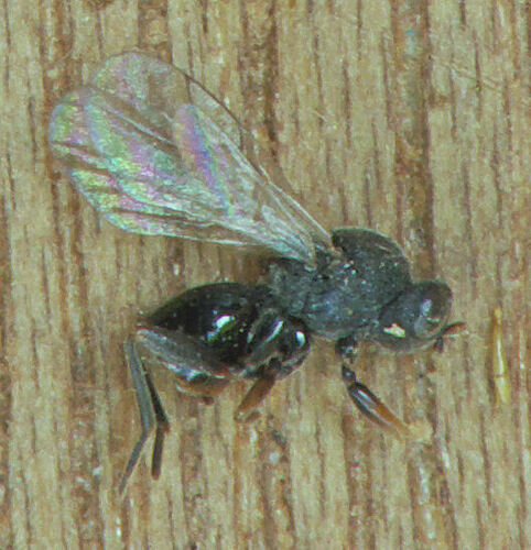 Oak Marble Gall Wasp