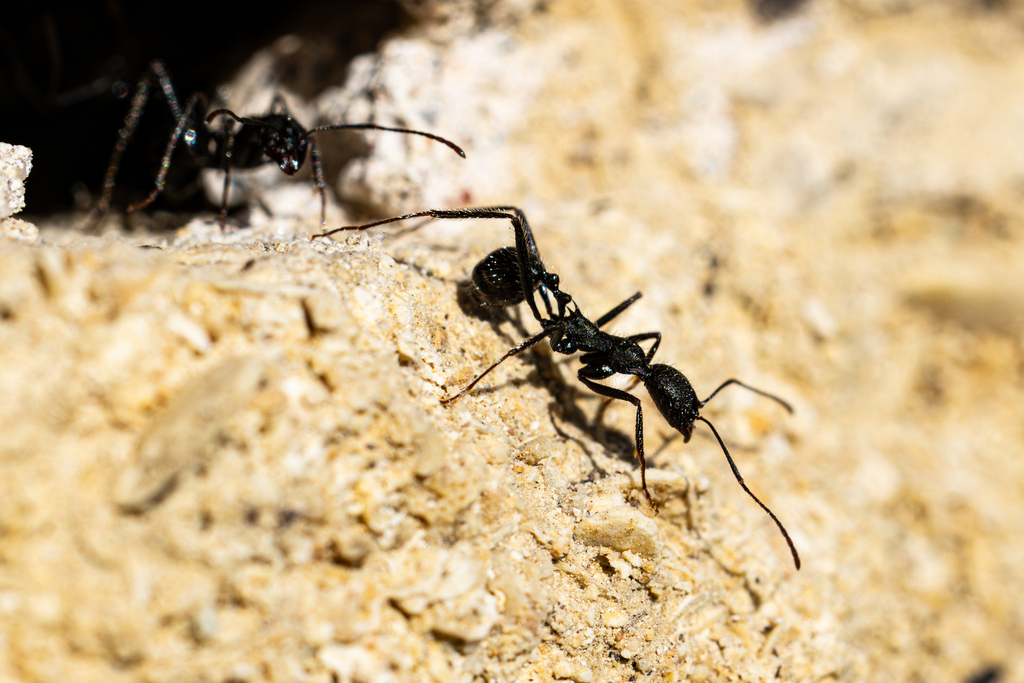Aphaenogaster iberica