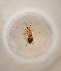 Nemognatha chrysomelina