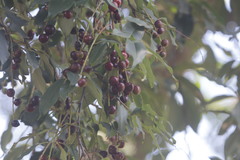 Prunus serotina salicifolia