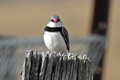 Diamond Firetail photo 2
