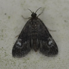 Elophila tinealis