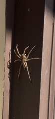 Agelenopsis